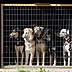 arfie's doggie cay care